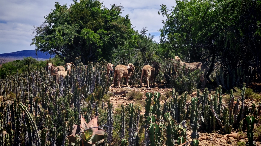 6 Bedroom Property for Sale in Pearston Eastern Cape